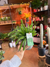 Load image into Gallery viewer, 4” DRAGON FRUIT CACTI