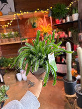 Load image into Gallery viewer, 4” DRAGON FRUIT CACTI