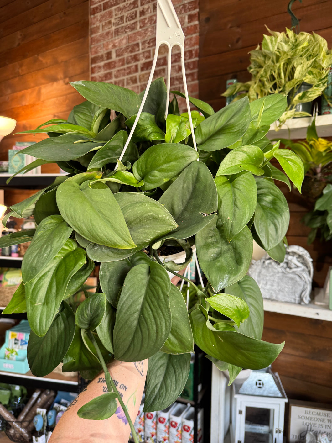 8” GREEN JADE SATIN SCINDAPSUS