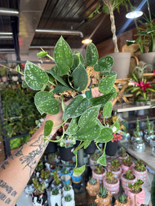 4” SATIN POTHOS