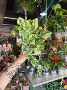 4” PEARLS & JADE POTHOS