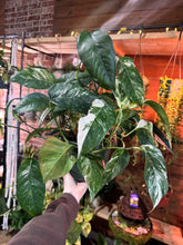 Load image into Gallery viewer, Epipremnum pinnatum 'Albo Variegata’