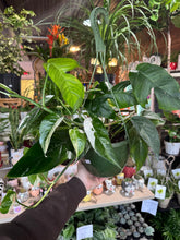 Load image into Gallery viewer, Epipremnum pinnatum 'Albo Variegata’