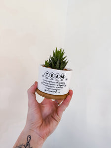 TEAM PLANTER WITH EASY CARE HAWORTHIA