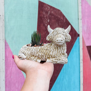 HIGHLAND COW PLANTER WITH HAWORTHIA