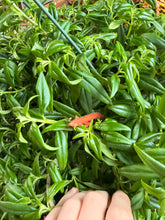 Load image into Gallery viewer, 8” LARGE GOLDFISH PLANT BASKET