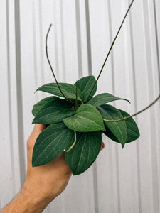 4" Hoya 'pottsii'