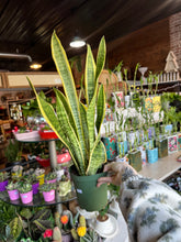 Load image into Gallery viewer, 6” YELLOW EDGE SANSEVIERIA