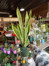 Load image into Gallery viewer, 6” YELLOW EDGE SANSEVIERIA